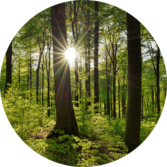 Symbolfoto: Im Wald. Die Sonne blitzt zwischen den Bäumen hindurch.