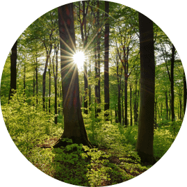 Symbolfoto: Im Wald. Die Sonne blitzt zwischen den Bäumen hindurch.